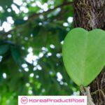 heartleaf in k-beauty products