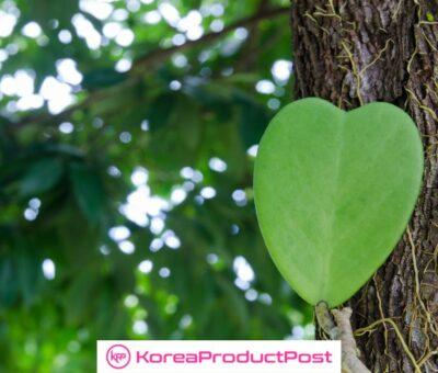 heartleaf in k-beauty products