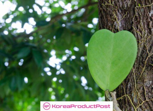 heartleaf in k-beauty products