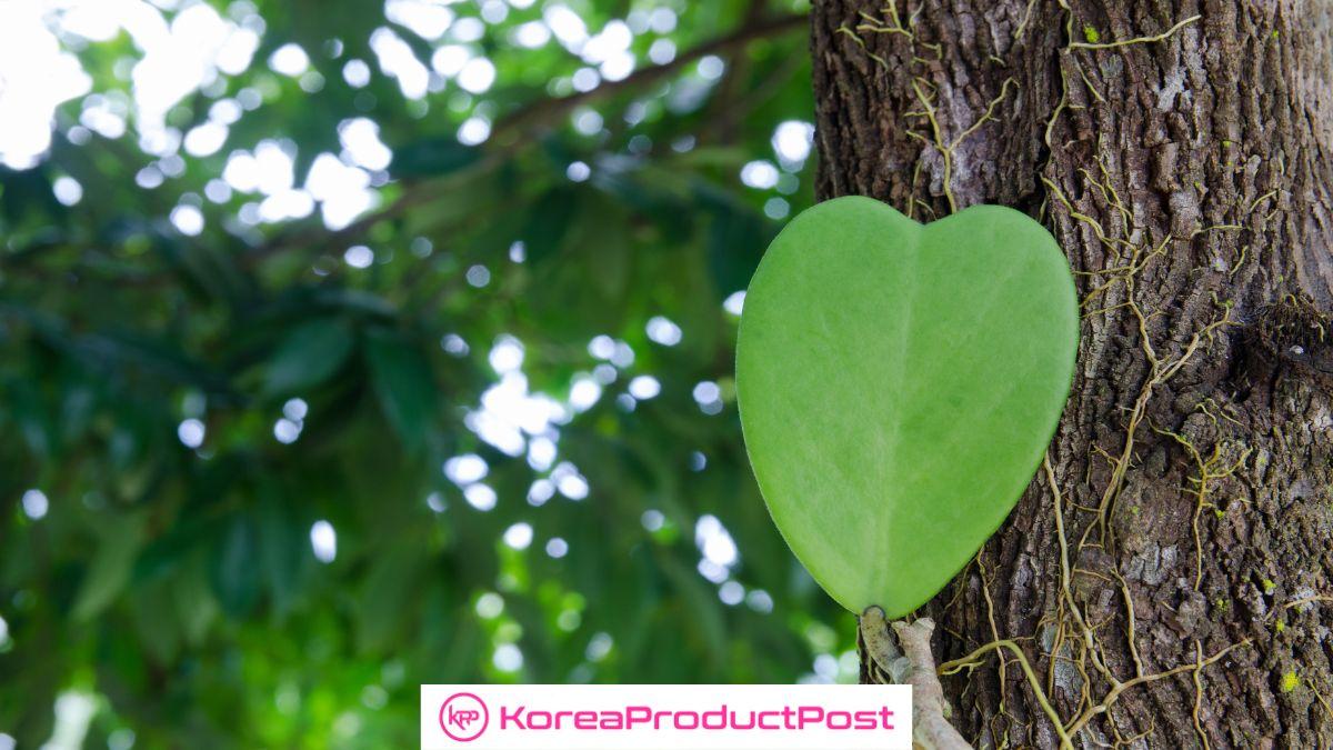 heartleaf in k-beauty products