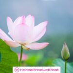 lotus extract in korean skincare products